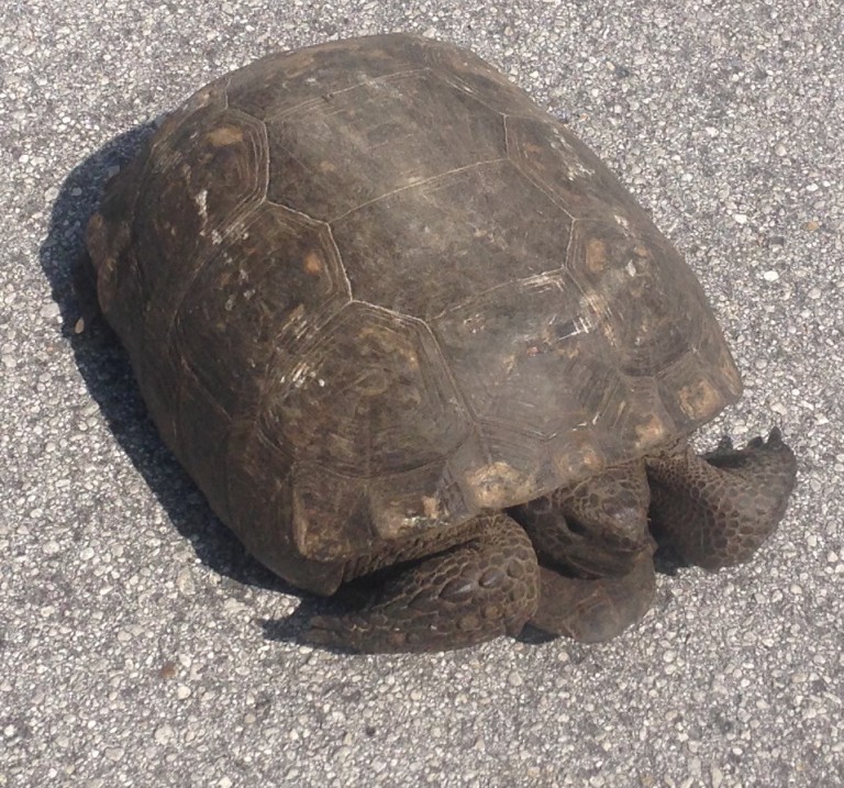 Gopher Tortoise Relocation Complete | Landon, Moree & Associates, Inc.